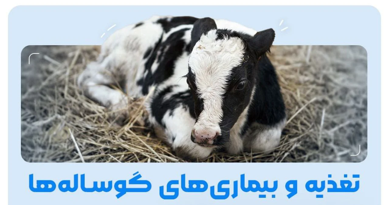 [ویژه دامپزشک] بررسی علل مرگ و میر، تغذیه، بیماری ها و مشکلات بعد از تولد در گوساله ها
