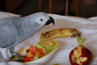 بررسی غذاهای مفید و مضر برای کاسکو