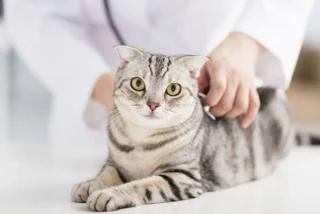 چه زمانی ضروری است که گربه‌ام را به دامپزشکی ببرم؟