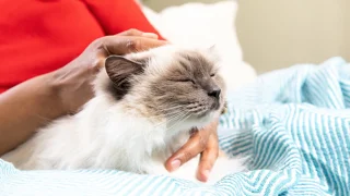 چگونه گربه‌ام را ماساژ بدهم؟