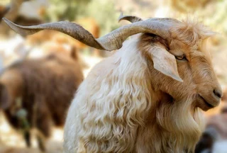 کُرک مرغوب ایرانی، کیفیت جهانی امّا مورد بی‌توجهی ...