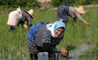 تب شالیزار، میهمان ناخوانده شمال