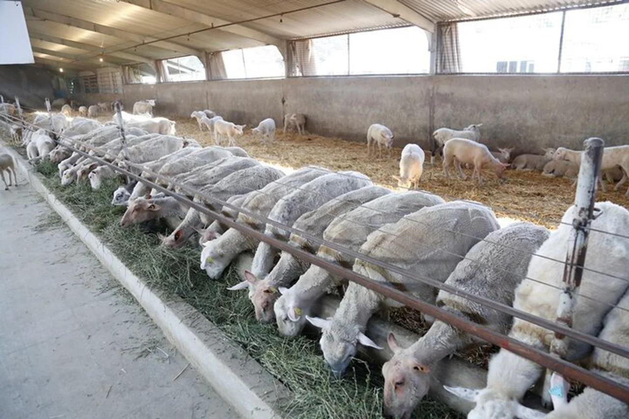 وبینار دوره آموزشی ملّی دام سبک پرتولید